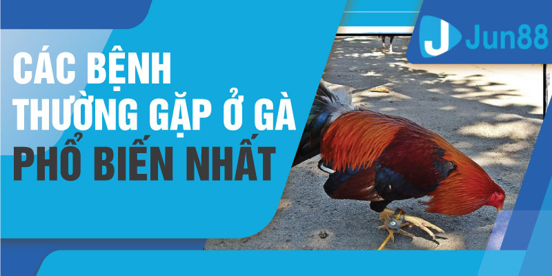 Các bệnh thường gặp ở gà - Bệnh dịch tả