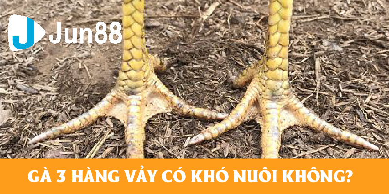 Những con gà ba hàng vảy có khó nuôi hay không?