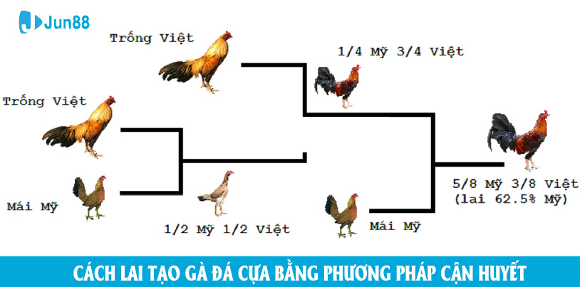 Cách lai tạo gà đá cựa bằng phương pháp lai cận huyết