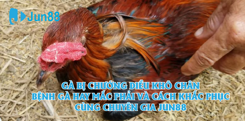 Jun88 - Gà Bị Chướng Diều Khô Chân - Bệnh Gà Hay Mắc Phải Và Cách Khắc Phục