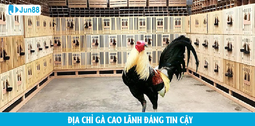 Một vài địa chỉ trại gà Cao Lãnh đáng tin cậy